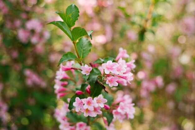 Pink weigela flowers on a branch in the garden in summer. Selective focus