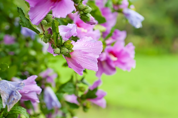 Pink wet flowers blossoming in spring time