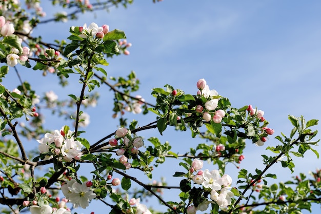 Pink and white apple blossoms blooming in the garden in spring