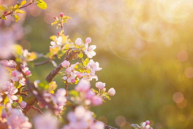 屋外の日光の下でピンクと白のリンゴの花