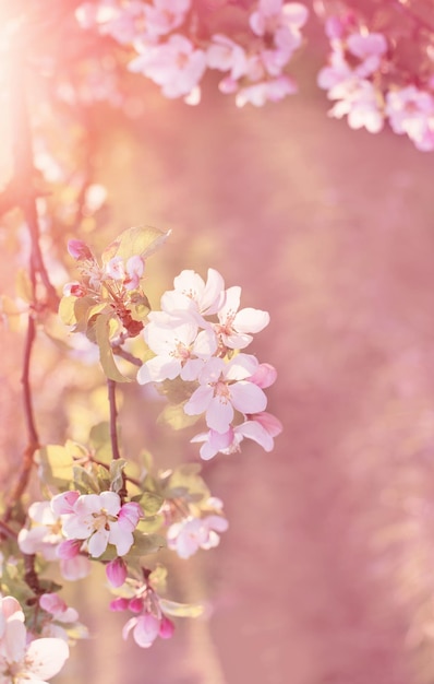 屋外の日光の下でピンクと白のリンゴの花