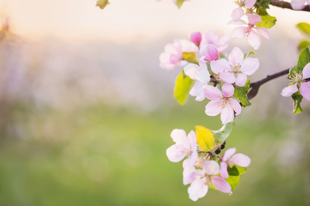 日光の屋外でピンクと白のリンゴの花