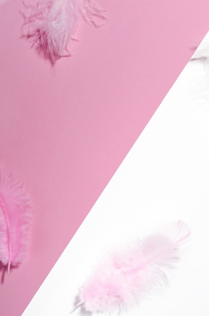 Pink white background with colored feathers top view. 