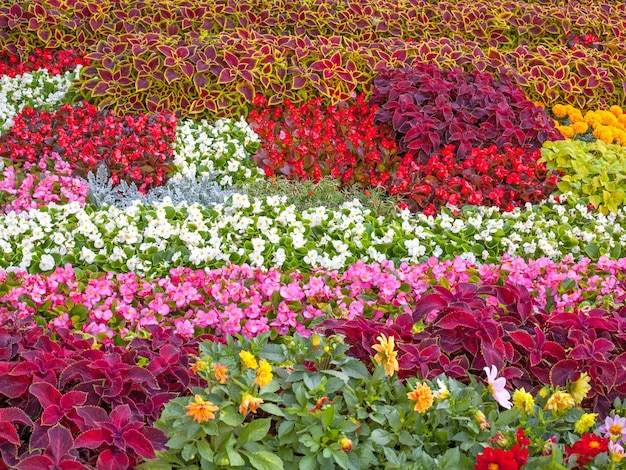 Pink and white begonia in bloom and purple coleus solenostemon hybrida leaves background