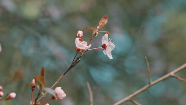 Foto fiore di ciliegio rosa e bianco fiorito fiore di ciliegio precoce fiore di ciliege fiore di ciruela paesaggio di fiore di prugne