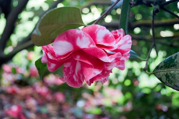 A pink and white camellia flower with green leaves