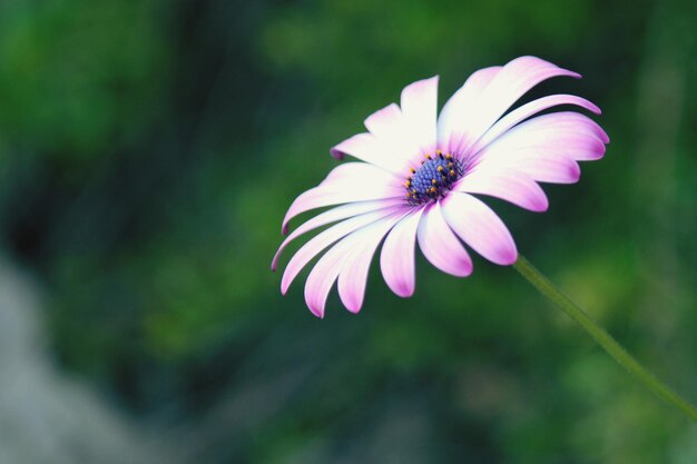 Pink and white cape daisy with purple center