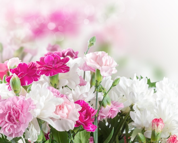 Pink and white carnation flowers on bokeh background