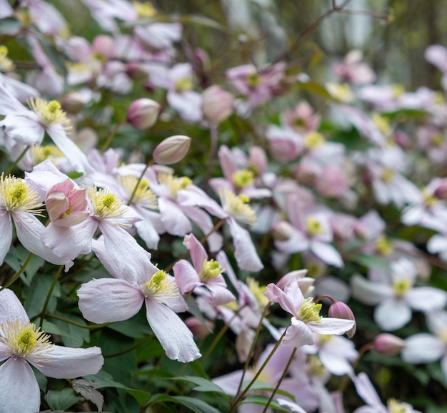 緑の背景にピンクと白のクレマチスの花