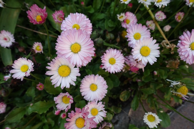 Pink white daisy flower blooming spring photo Pale colors marguerite daisy flower