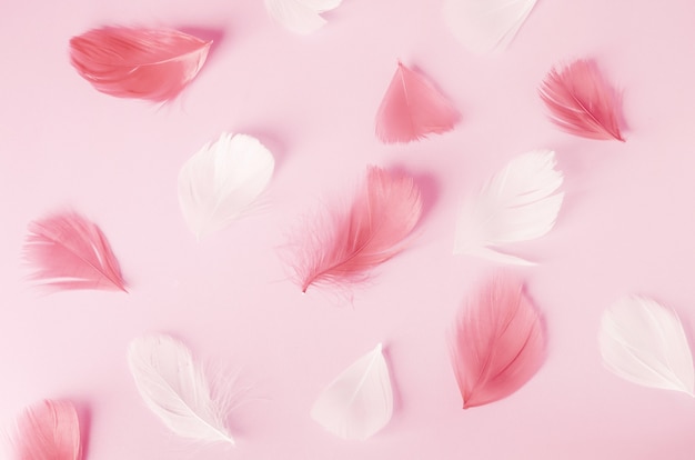 Foto piume bianche e rosa