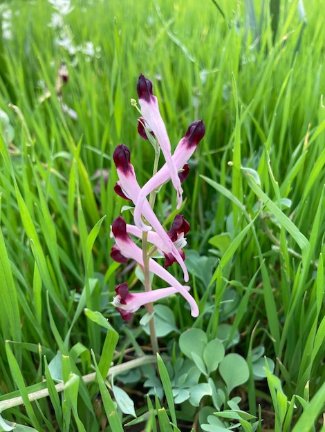 A pink and white flower is in a field of grass.