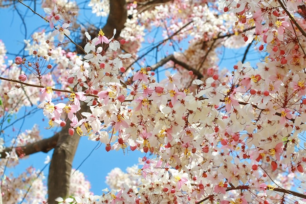 タイのピンクの白い花の木