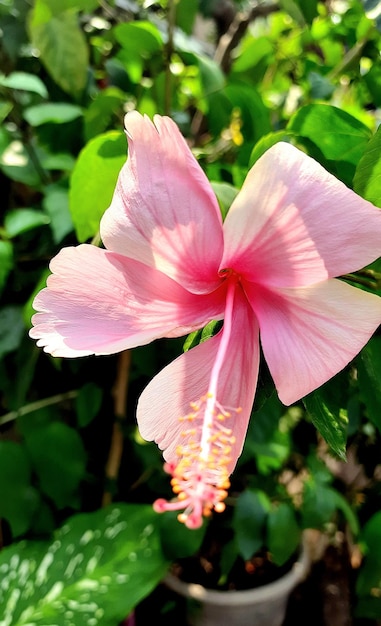 a pink and white flower with the pink stamens.