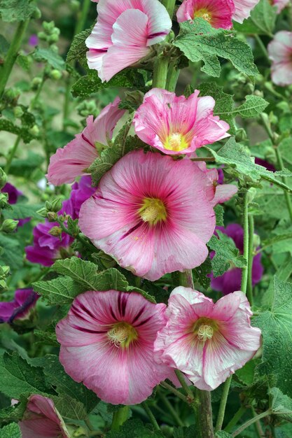 中心が黄色のピンクと白の花。