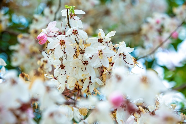 ピンク＆白の花