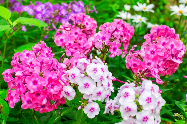 庭のピンクと白の花のクローズアップ