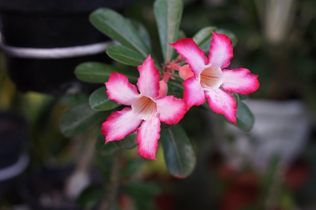 Pink and white flowers from adenium plants that adorn the home page