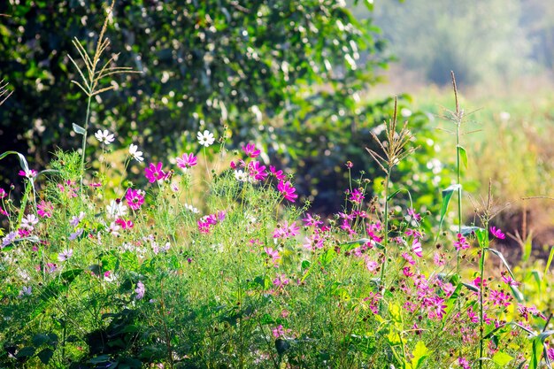 Розовые и белые цветы космея в саду в солнечную погоду