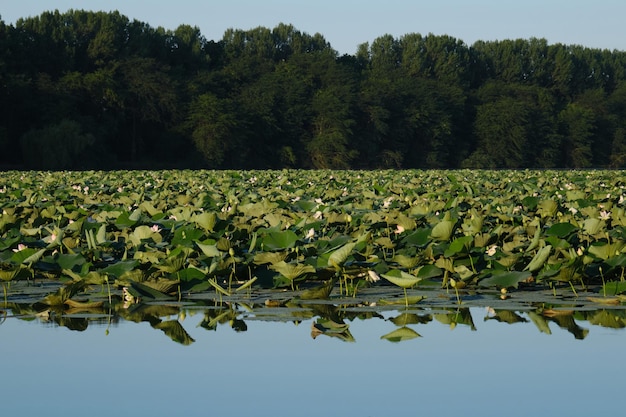 Pink and white flowers and lotus buds and large leaves in a pond in summer at dawn Beautiful lilies