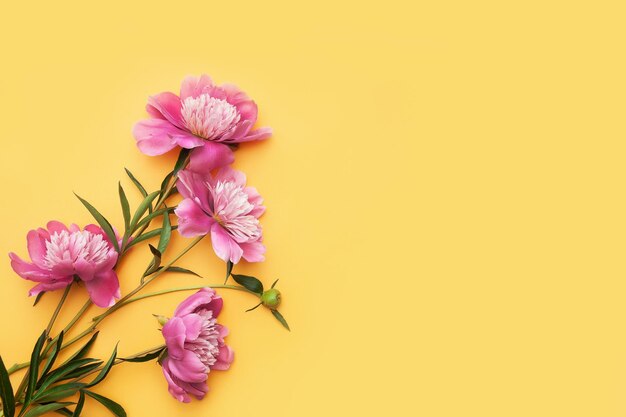 Photo pink and white flowers on a yellow background.