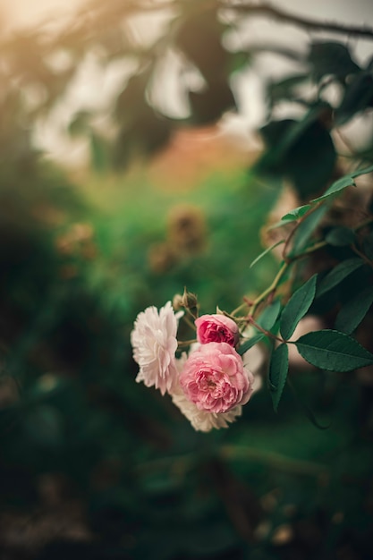 ピンクと白の花