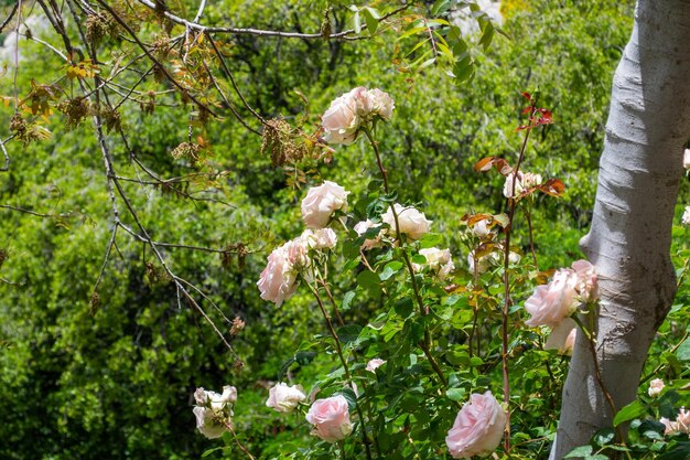 ピンク、白、庭のバラ、バラの茂み、咲く