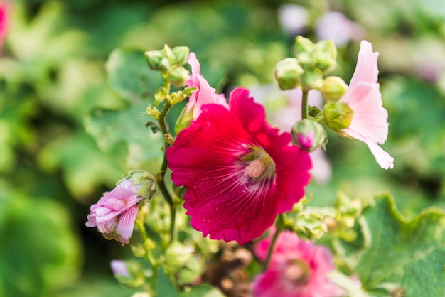 pink and white hollyhock flower in the garden