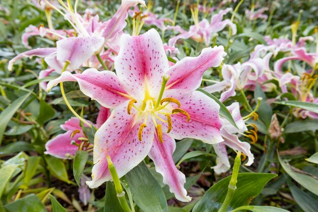 Pink white lilium candidum madonna lily lilies with green leaves in the garden