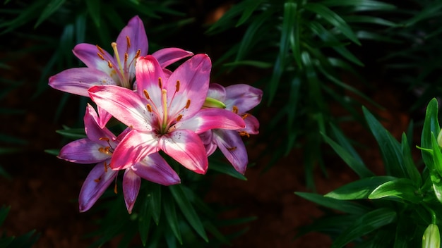 庭のピンクと白のユリの花