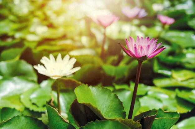 Pink and white lotus flowers with green leaves in pond