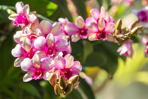 Pink and white orchid Dendrobium