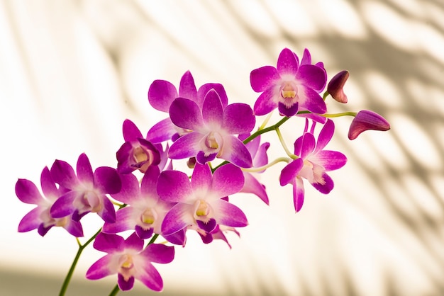 Pink and white orchid flower on white