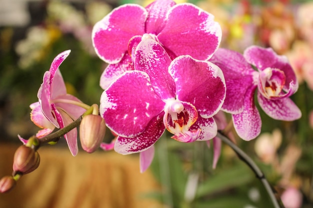 Pink-White Orchid Flowers