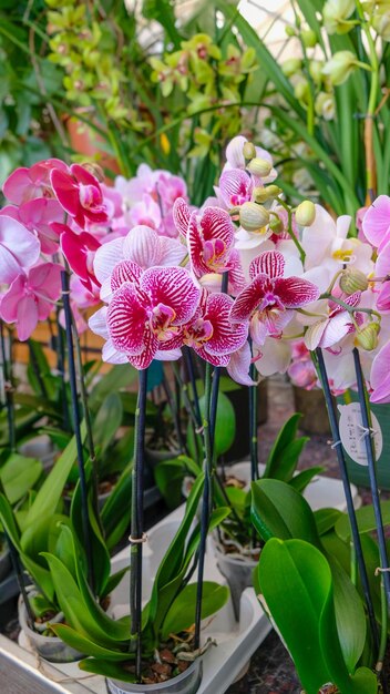 Pink and white orchids in garden shop various orchids sold in store flowers orchid in a greenhouse