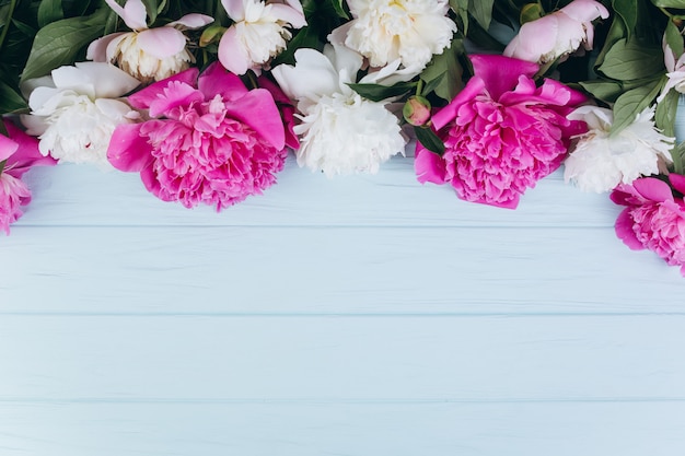 Pink and white peonies on a blue wooden background. Copy space and flat lay.