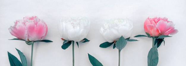 Pink and white peonies close-up with copy space for design.