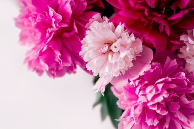 Pink and white peonies close up