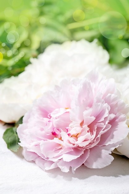 Pink and white peonies flowers with leaves. Close up