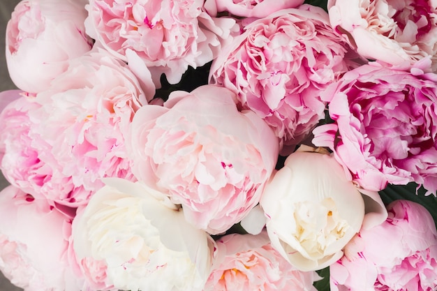 Pink and white peonies flowers