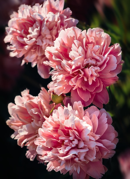 Pink and white peonies in the garden