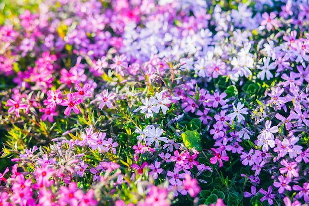 Pink and white phlox subulata flowers