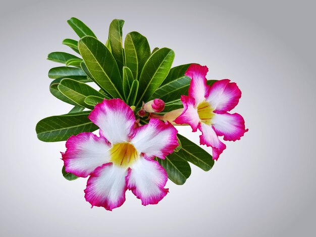 Pink White Plumeria Flowers with Leaves Isolated on Gradient Background