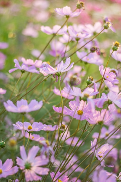 庭のピンク、白、紫、赤のコスモスの花