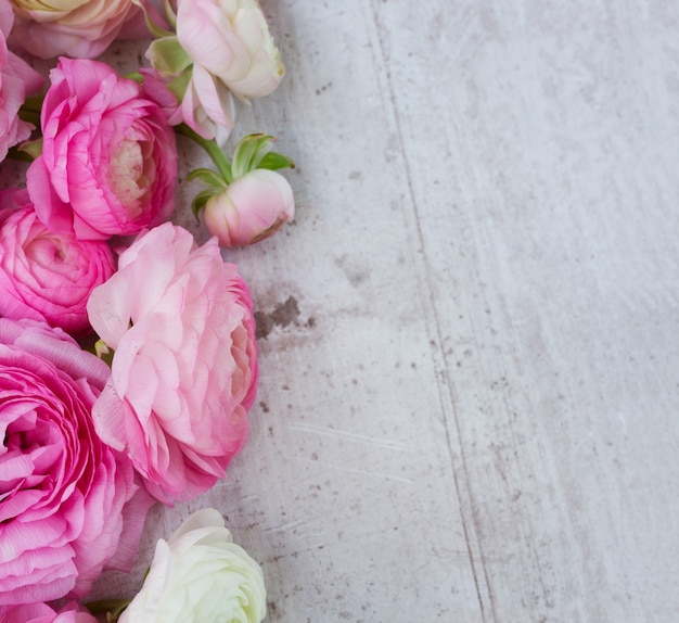 Foto il ranuncolo rosa e bianco fiorisce su fondo di legno bianco invecchiato