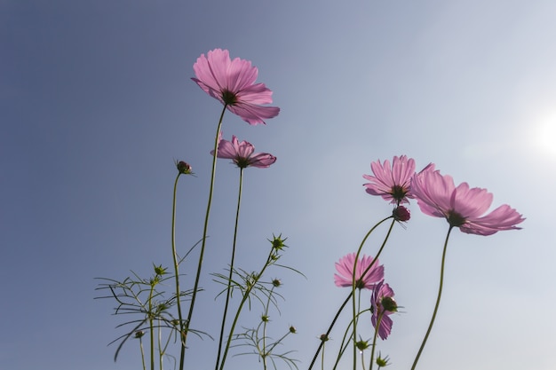 ピンクの白と赤の宇宙花の庭