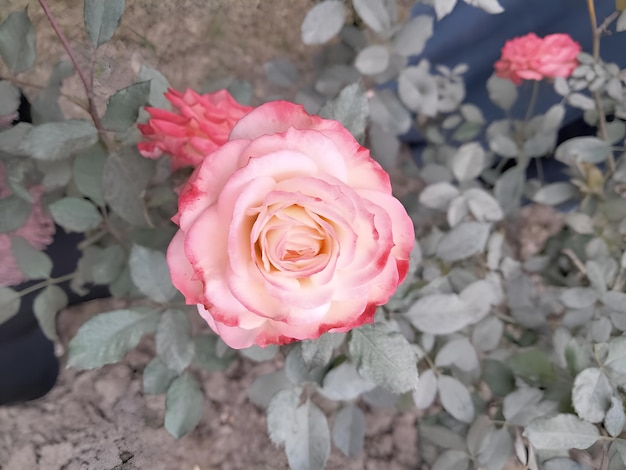 Photo a pink and white rose in backyard