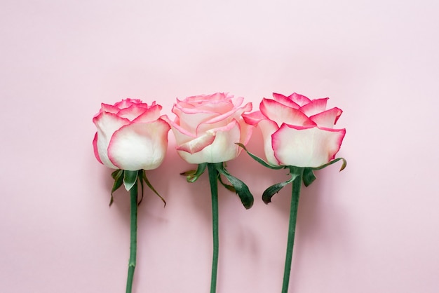 Pink and white rose buds isolated