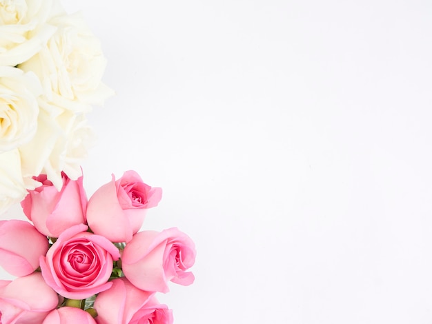 Pink and white rose flowers