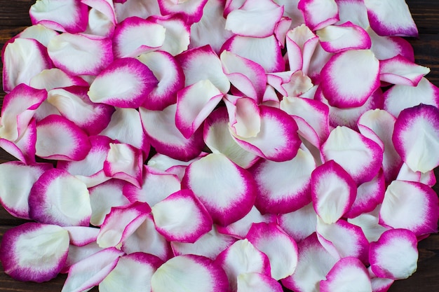 분홍색과 흰색 장미 꽃잎